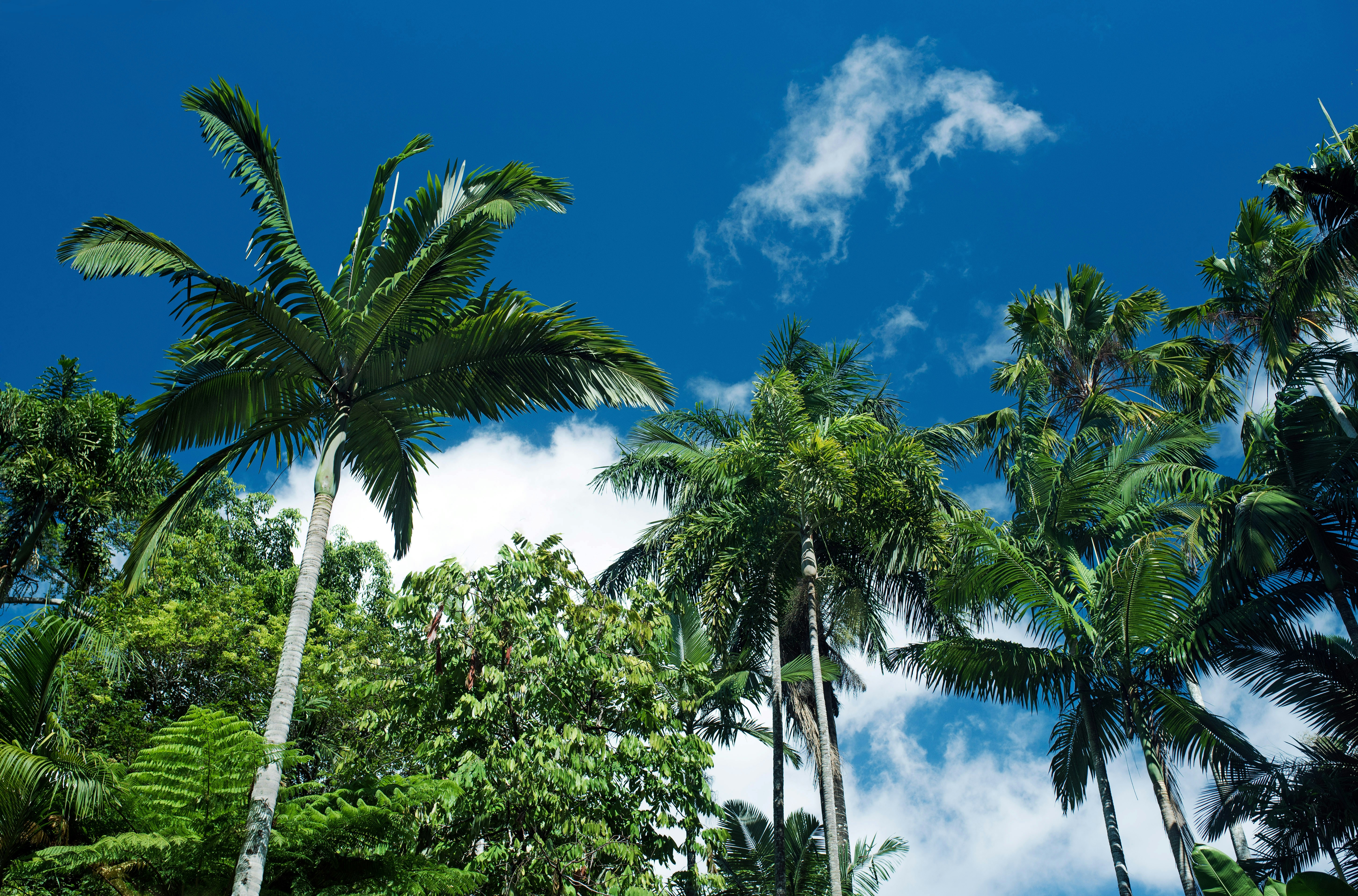 Cairns Tropics