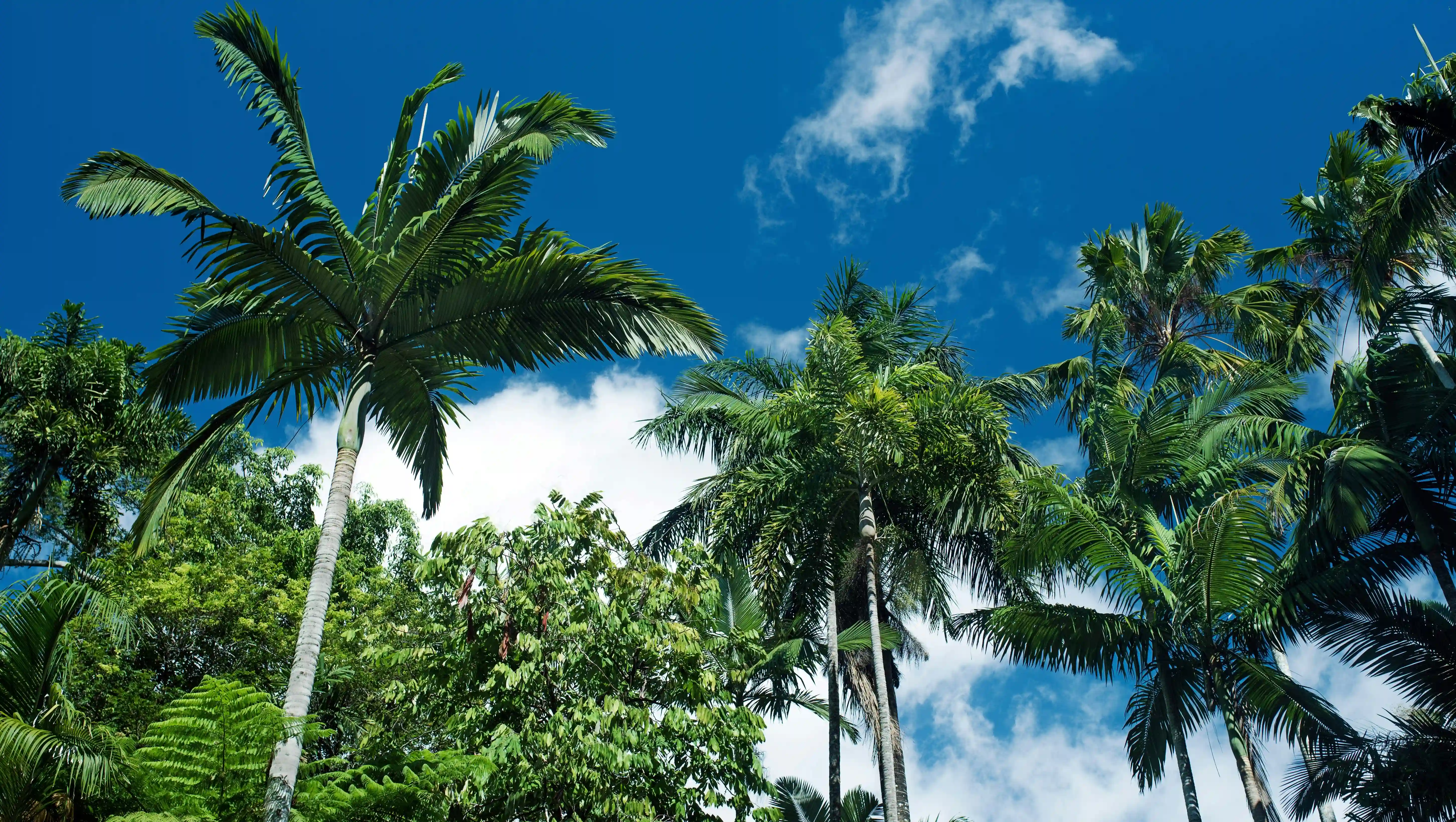 Cairns Tropics